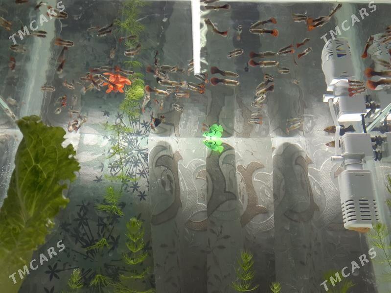 Akwaryum balyklary bilen - Türkmenabat - img 1