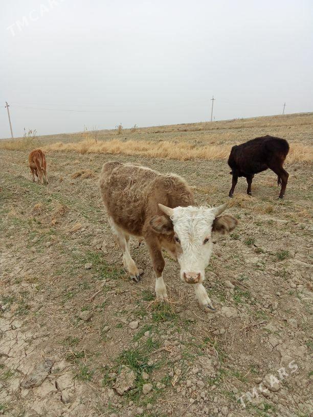 öküz - Gyzylarbat - img 1