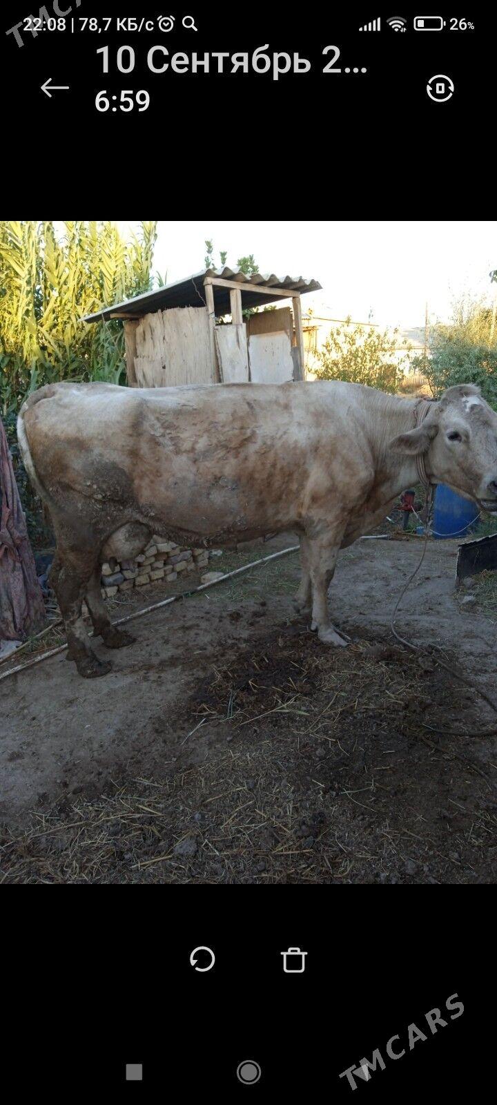 Saglyk sygyr - Дарганата - img 1