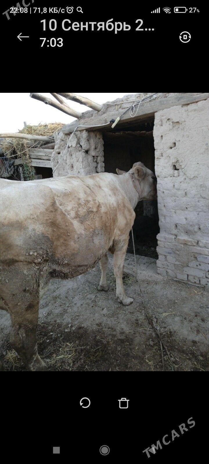 Saglyk sygyr - Дарганата - img 1