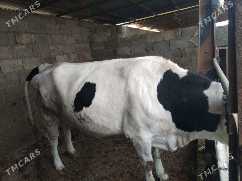 sygyr - Бузмеин - img 1