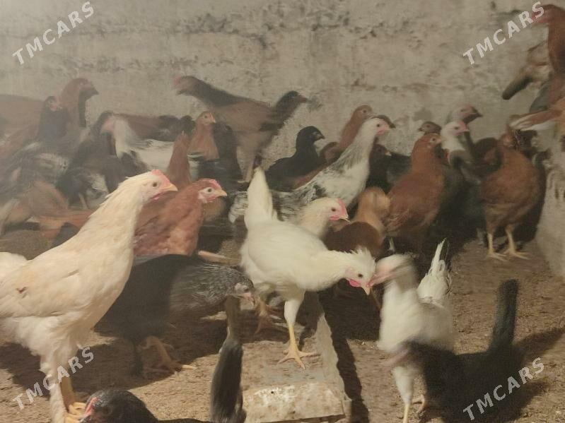 Jüÿje - Кака - img 1