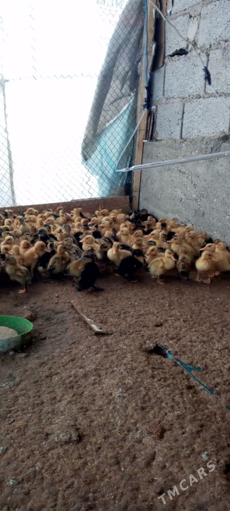 ordekler - Балканабат - img 1