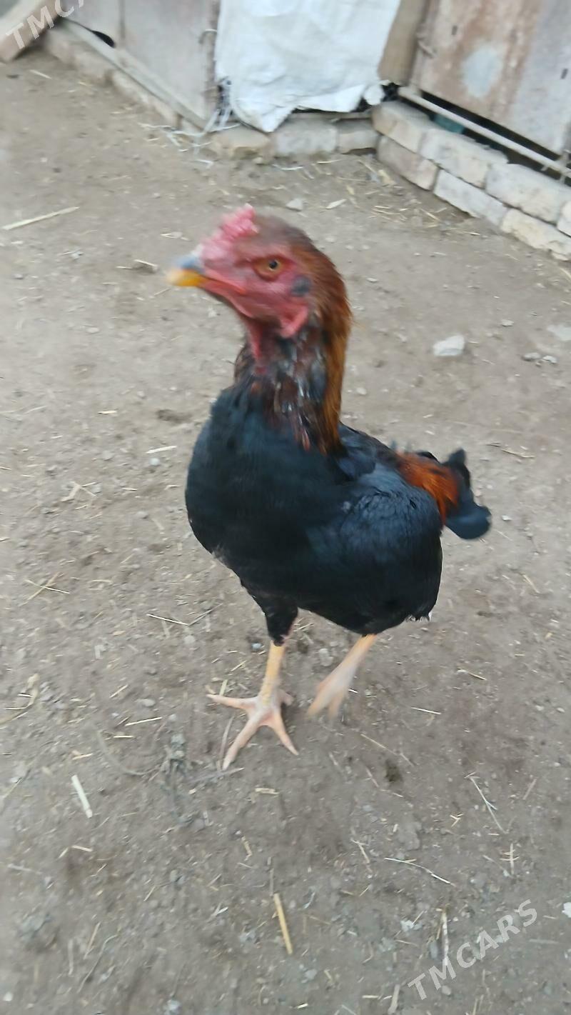 bayes juje - Çärjew - img 1