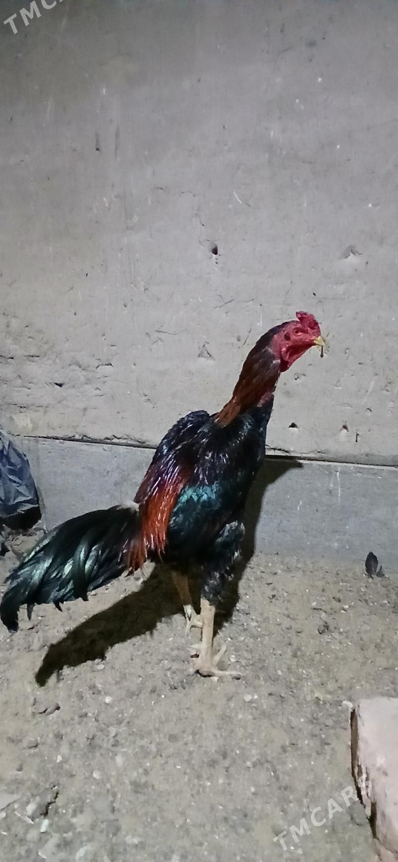 taşkent - Mary - img 1