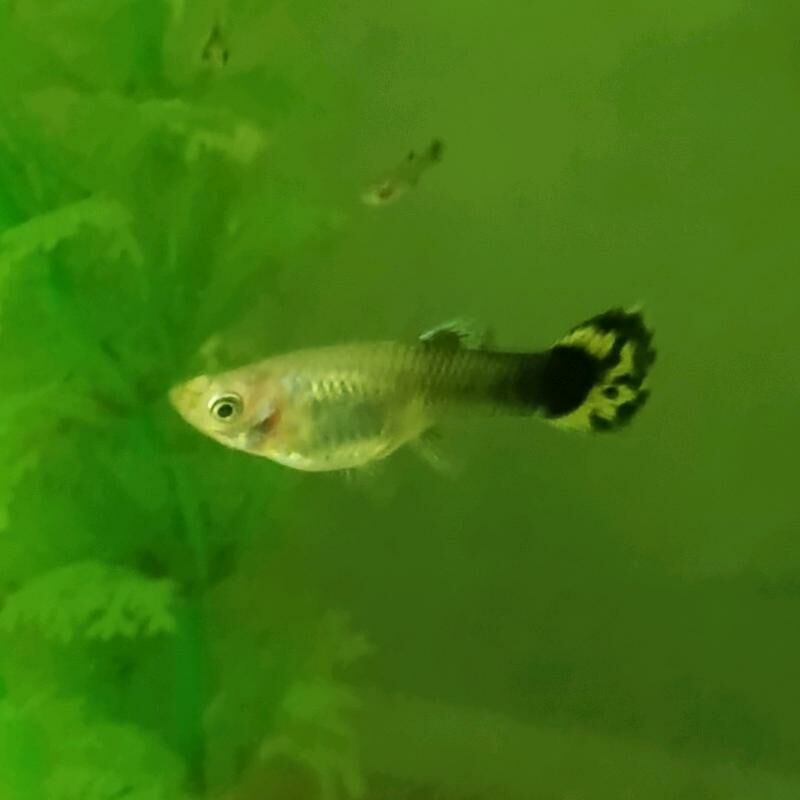 Akwarum balygy Guppi - Гумдаг - img 1