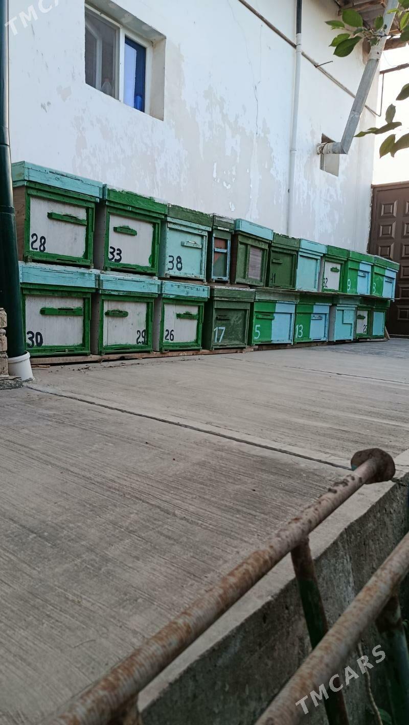 Balary ýaşyklar - Шабатский этрап - img 1