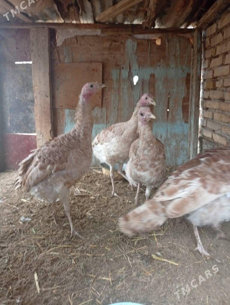 Satlyk induk - Mary - img 1