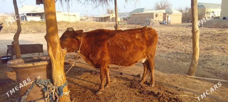 Sygyr yaş - Babadaýhan - img 1