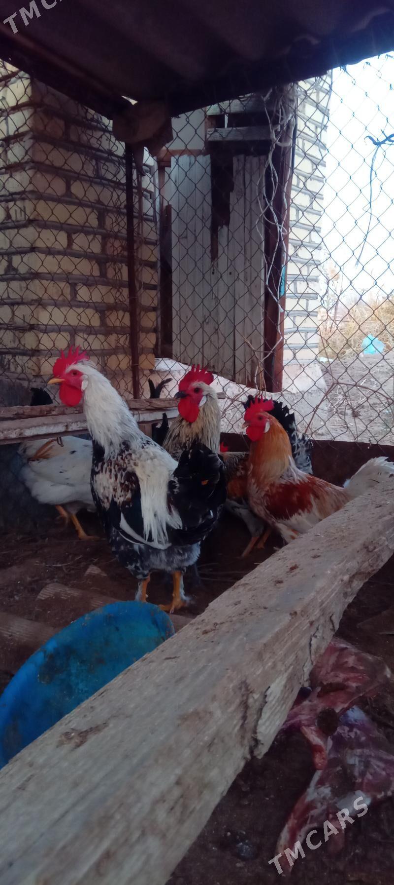 Towuk - Babadaýhan - img 1