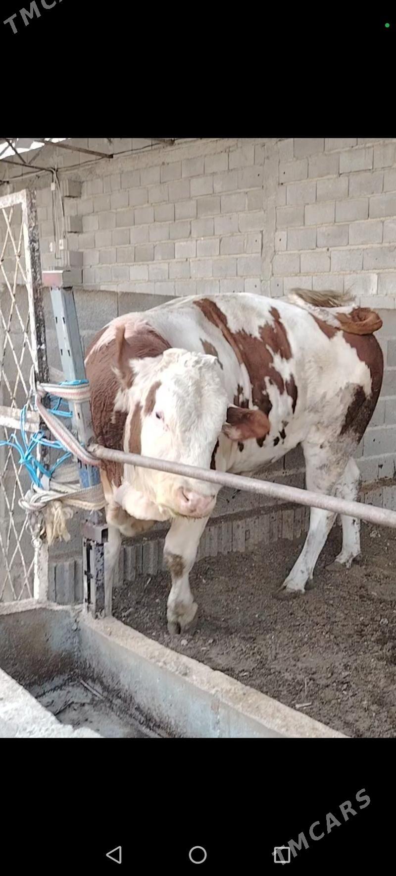 Simental oküz - Bäherden - img 1