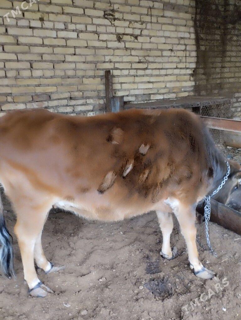 Корова,телка,бык - Baýramaly - img 1