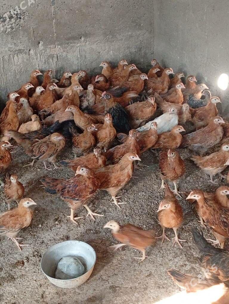 towyk juje - Kaka - img 1