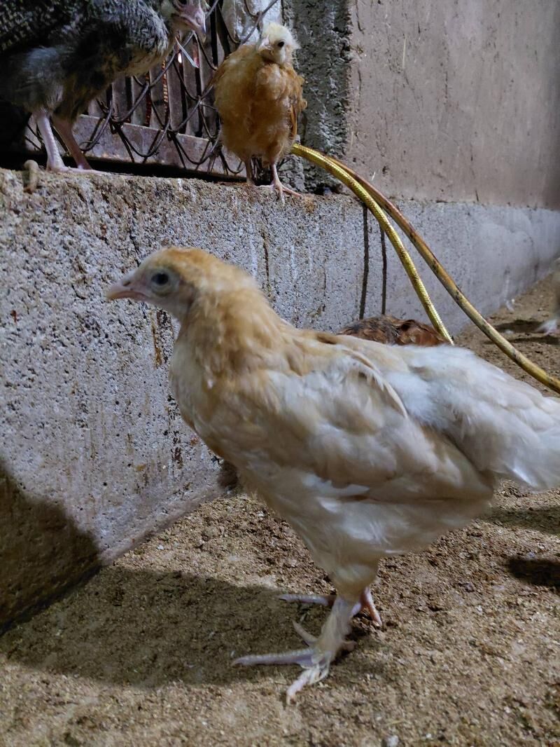 Jüjeler - Babadaýhan - img 1