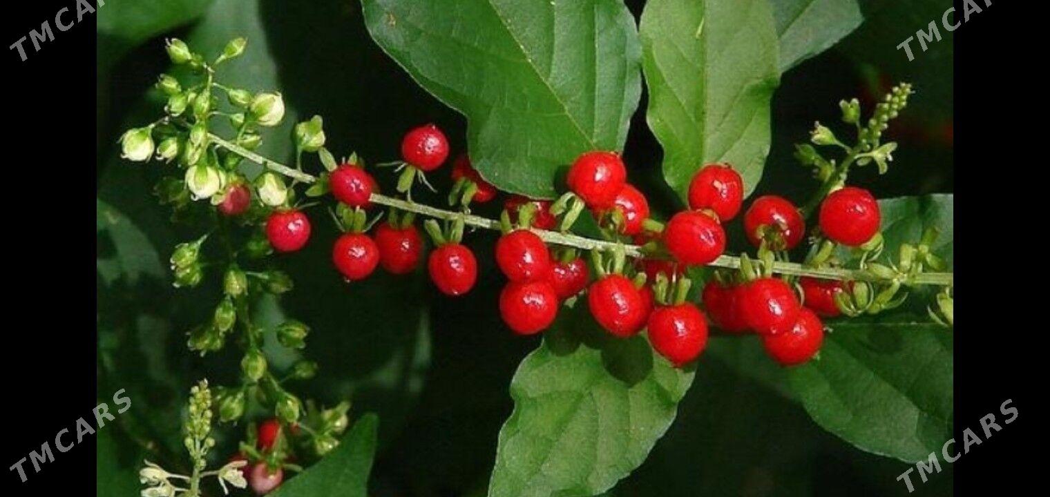 Ривина - Türkmenabat - img 1