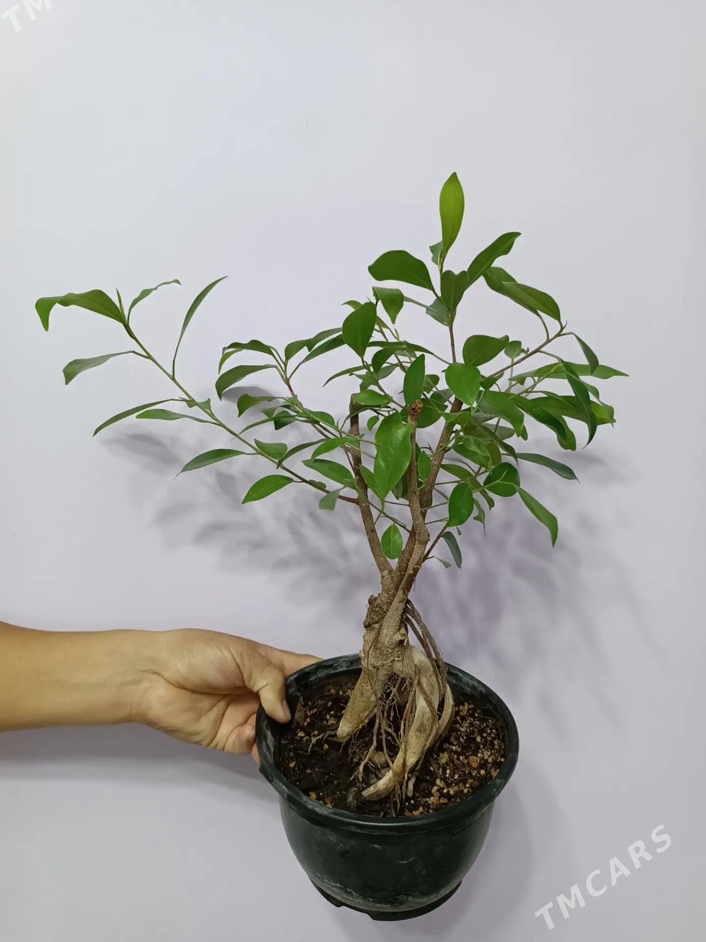 БОНСАЙ - Ашхабад - img 1