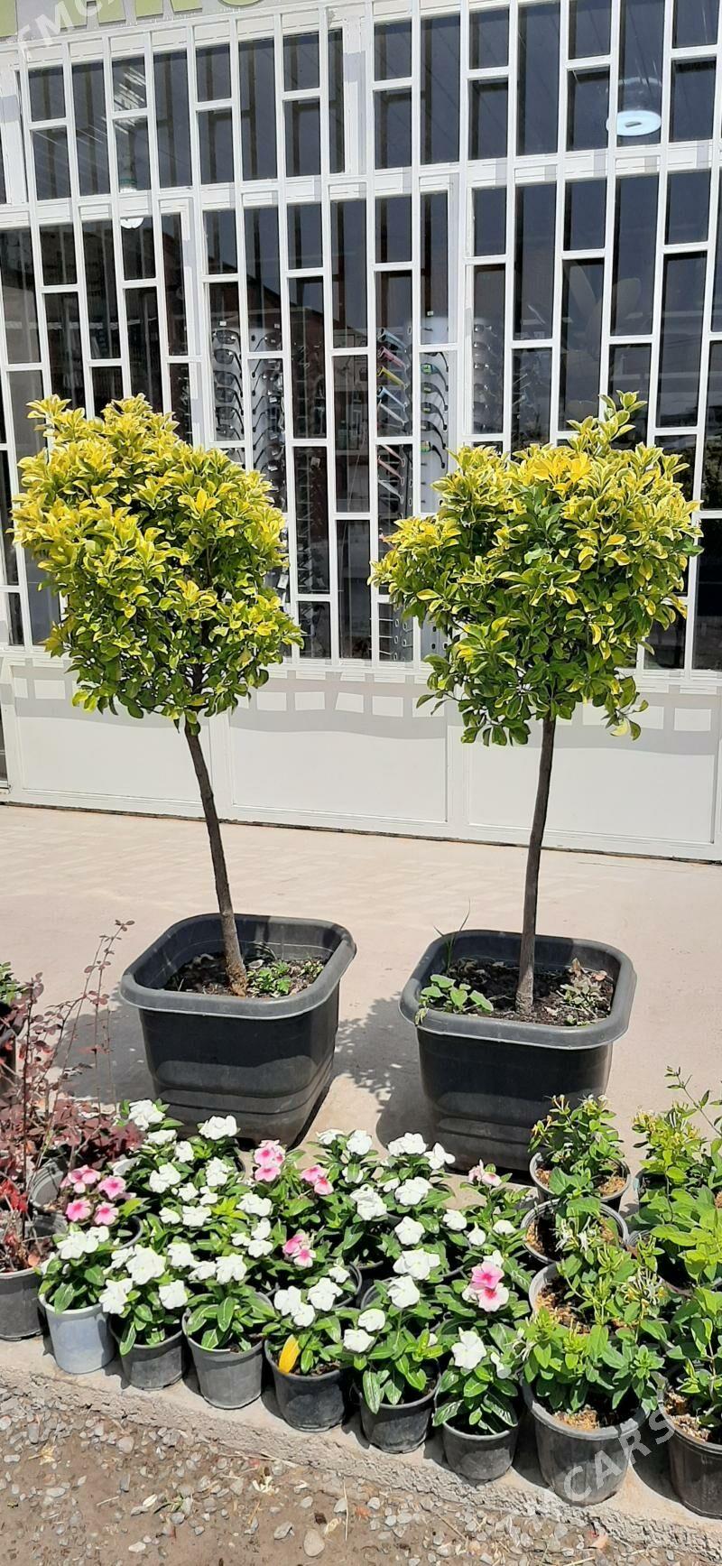 SATLYK MAGAZIN, САТЛЫК МАГАЗИН - Türkmenabat - img 1