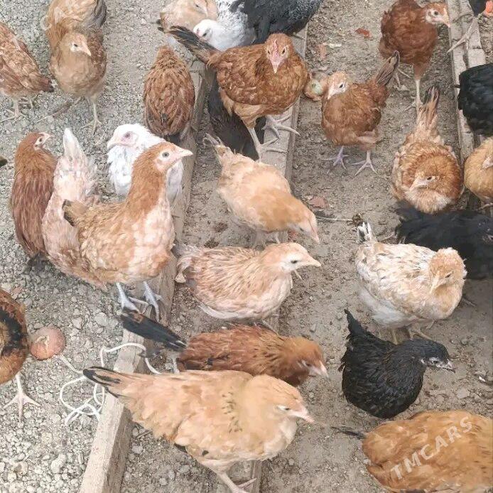 JUYJE TOWUK JÜÝJE - Bagyr - img 1