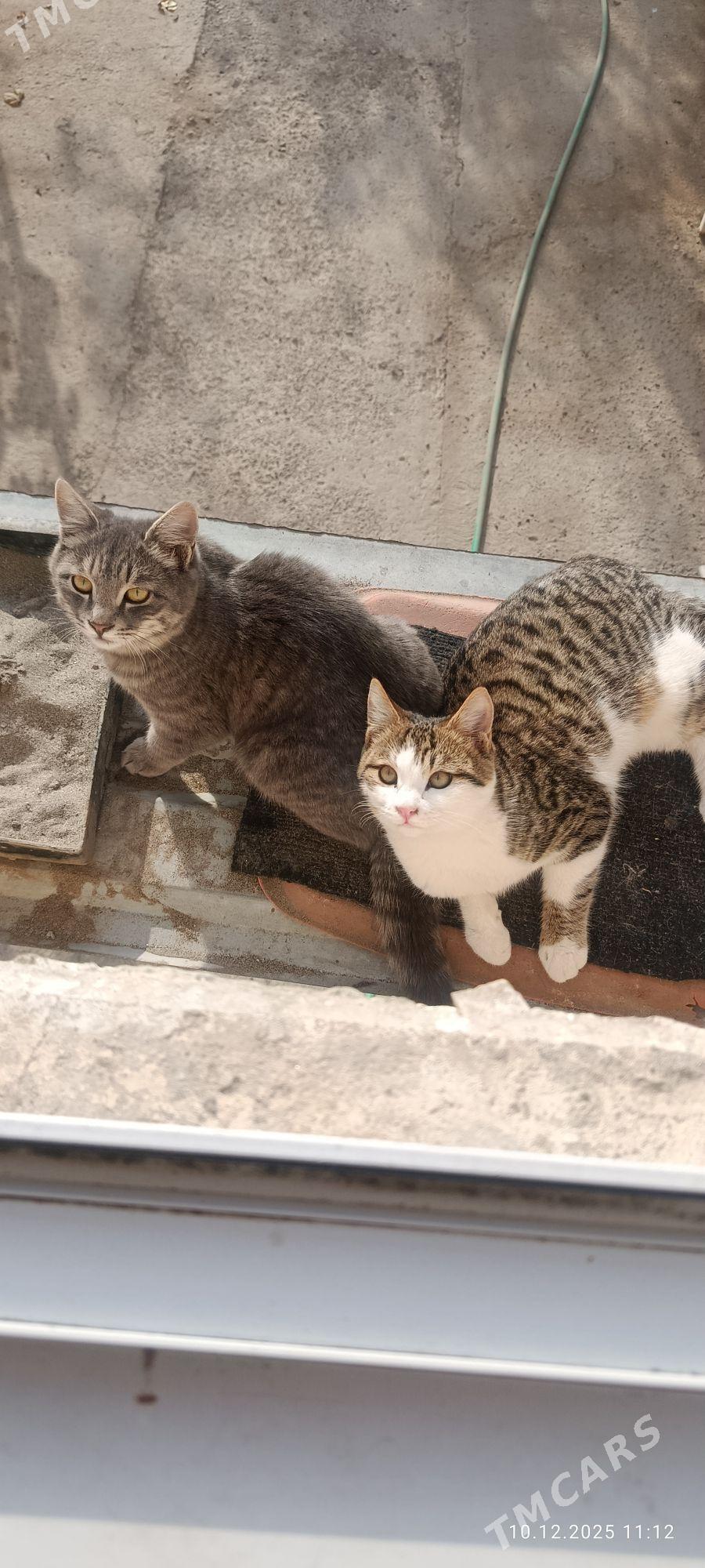 котятки - Türkmenabat - img 1