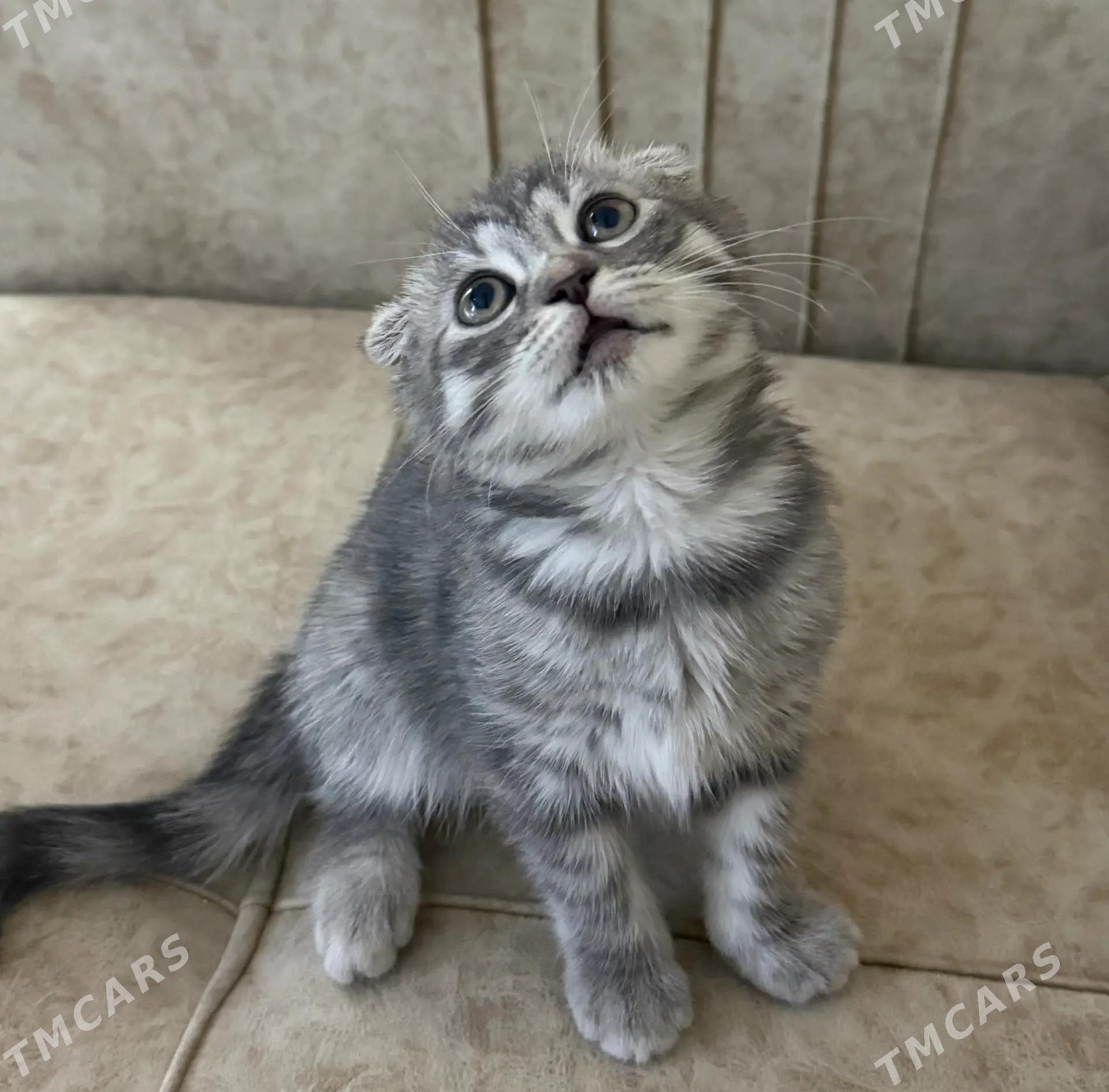 pisik кошка - Aşgabat - img 1