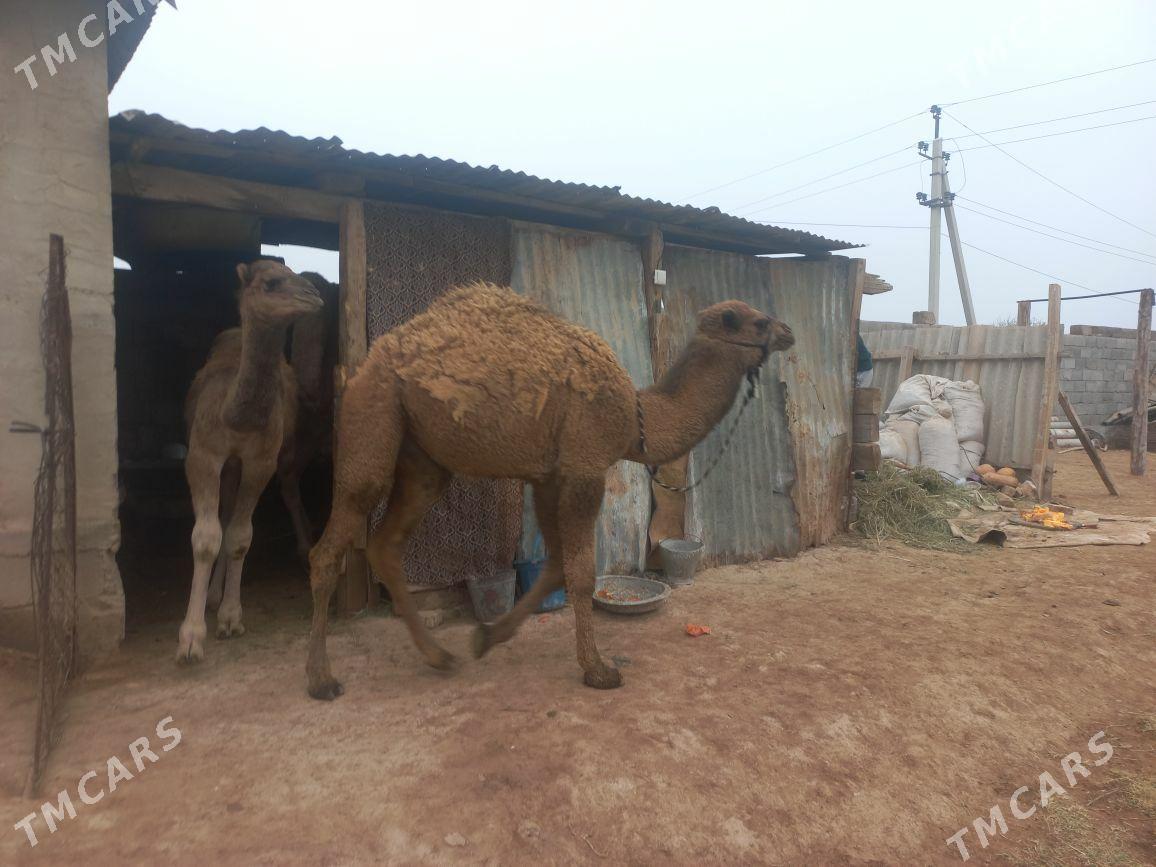 kosek - Tejen - img 1