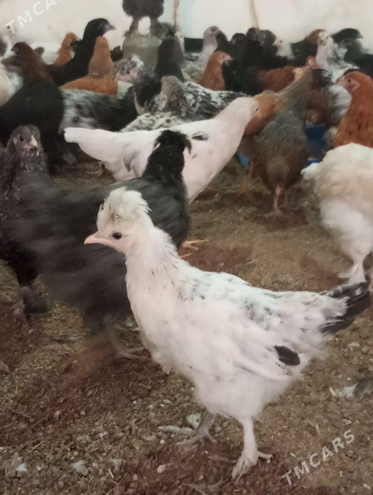 yerli balakly balgar jüyje - Mary - img 1