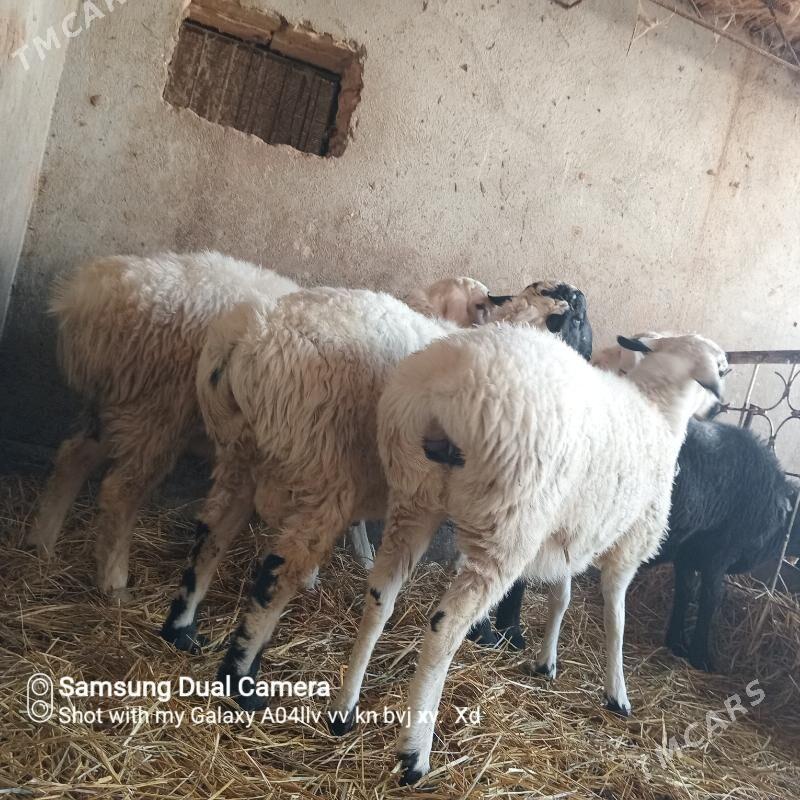 semiz goyun - Türkmenabat - img 1