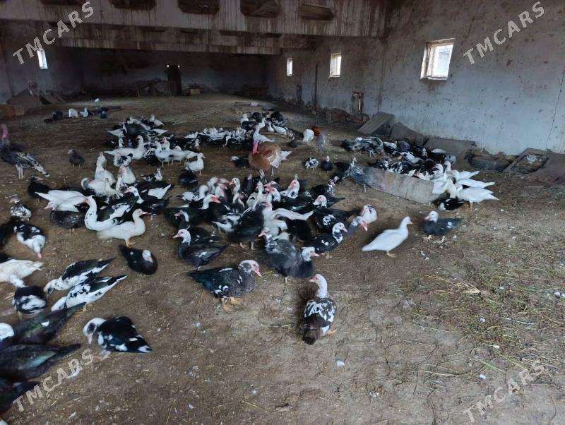 ordek - Sakar - img 1