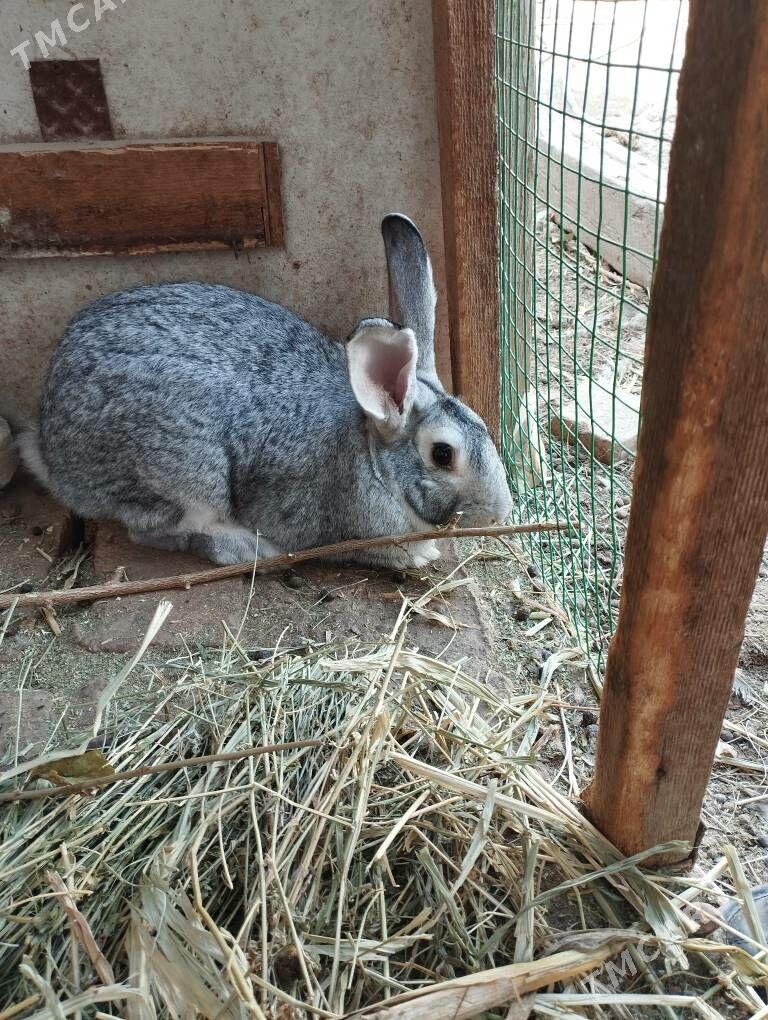 Towşan - Türkmenabat - img 1