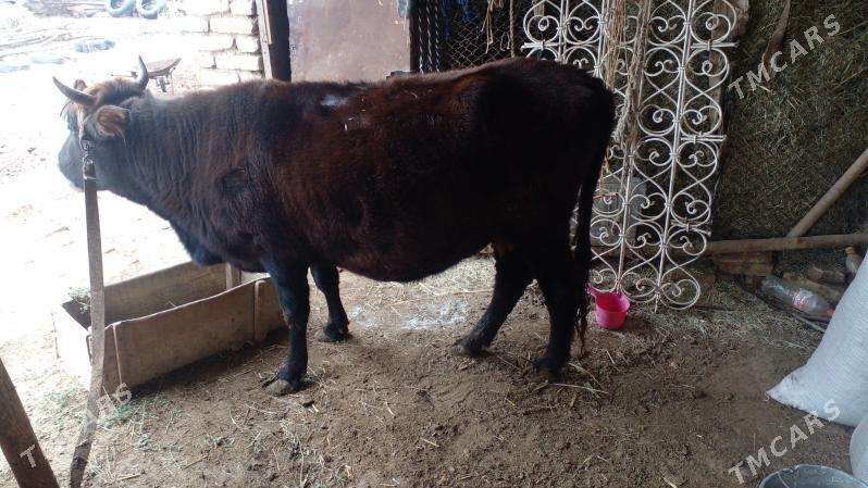 Bakylan sygyr - Мургап - img 1