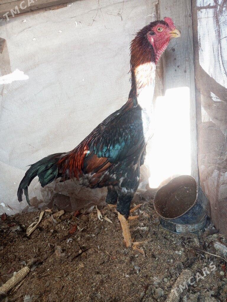 tasgent - Büzmeýin - img 1