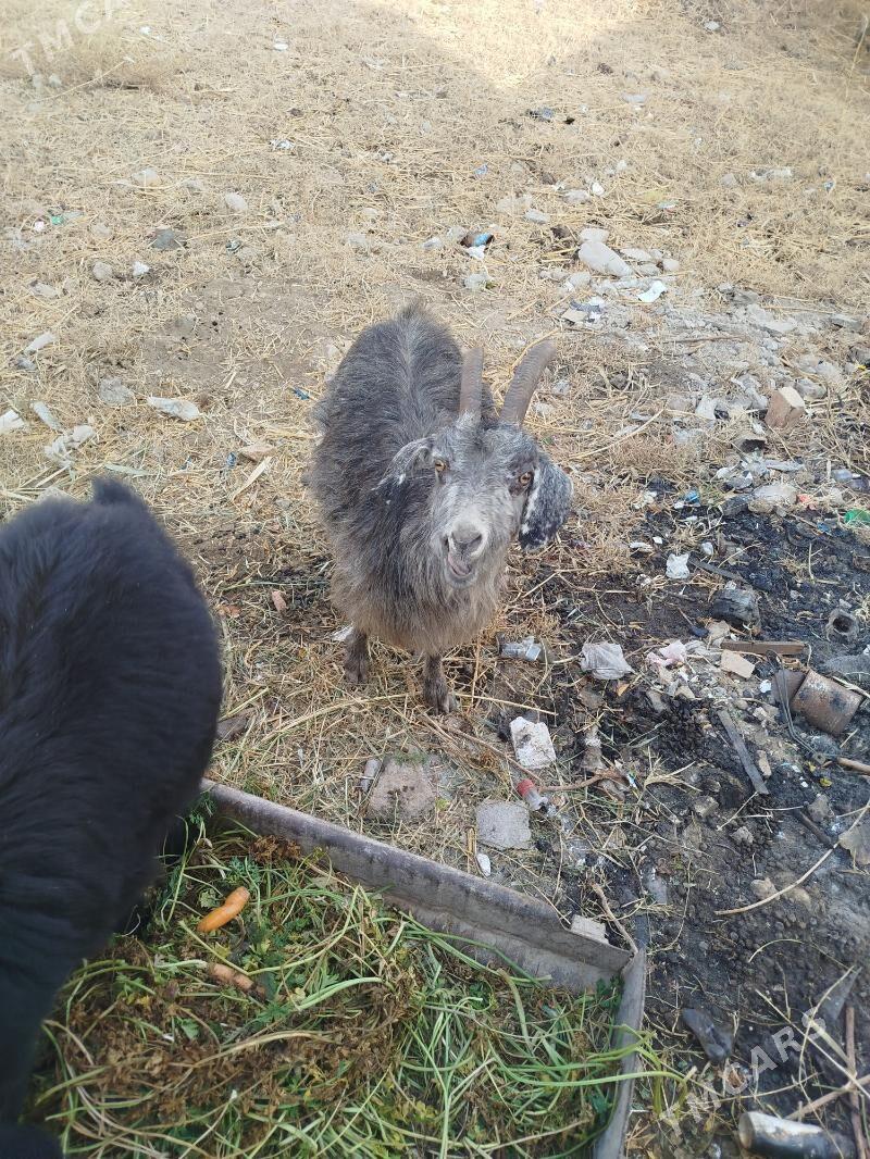 Geçi - Чарджоу - img 1