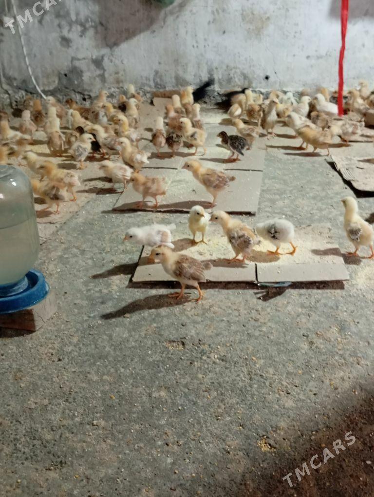 jüje - Gökdepe - img 1