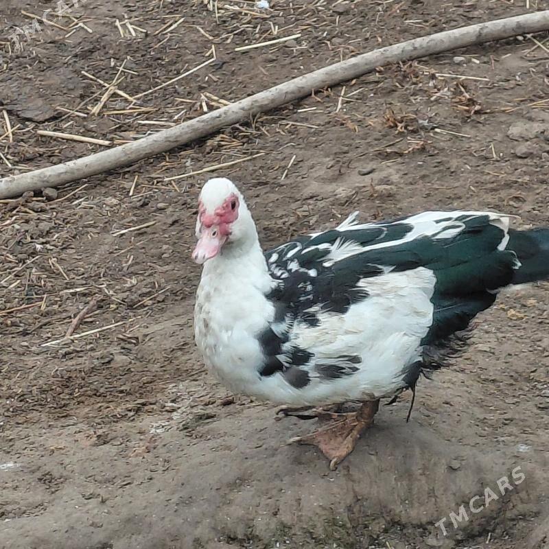 ordek - Gypjak - img 1