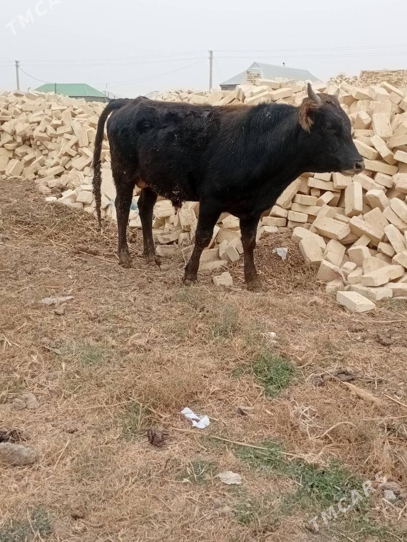 Öküz - Гёкдепе - img 1