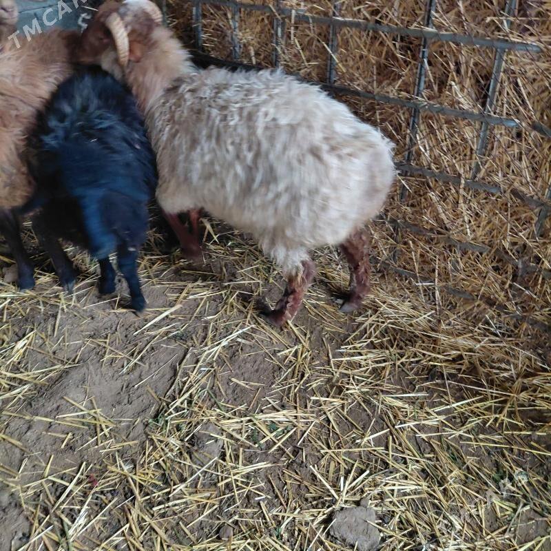 goyun - Кипджак - img 1