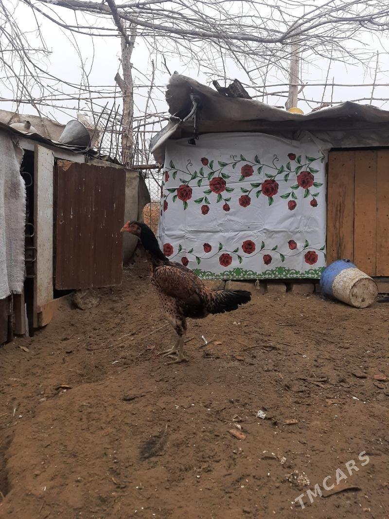 towuk horaz - Seýdi - img 1