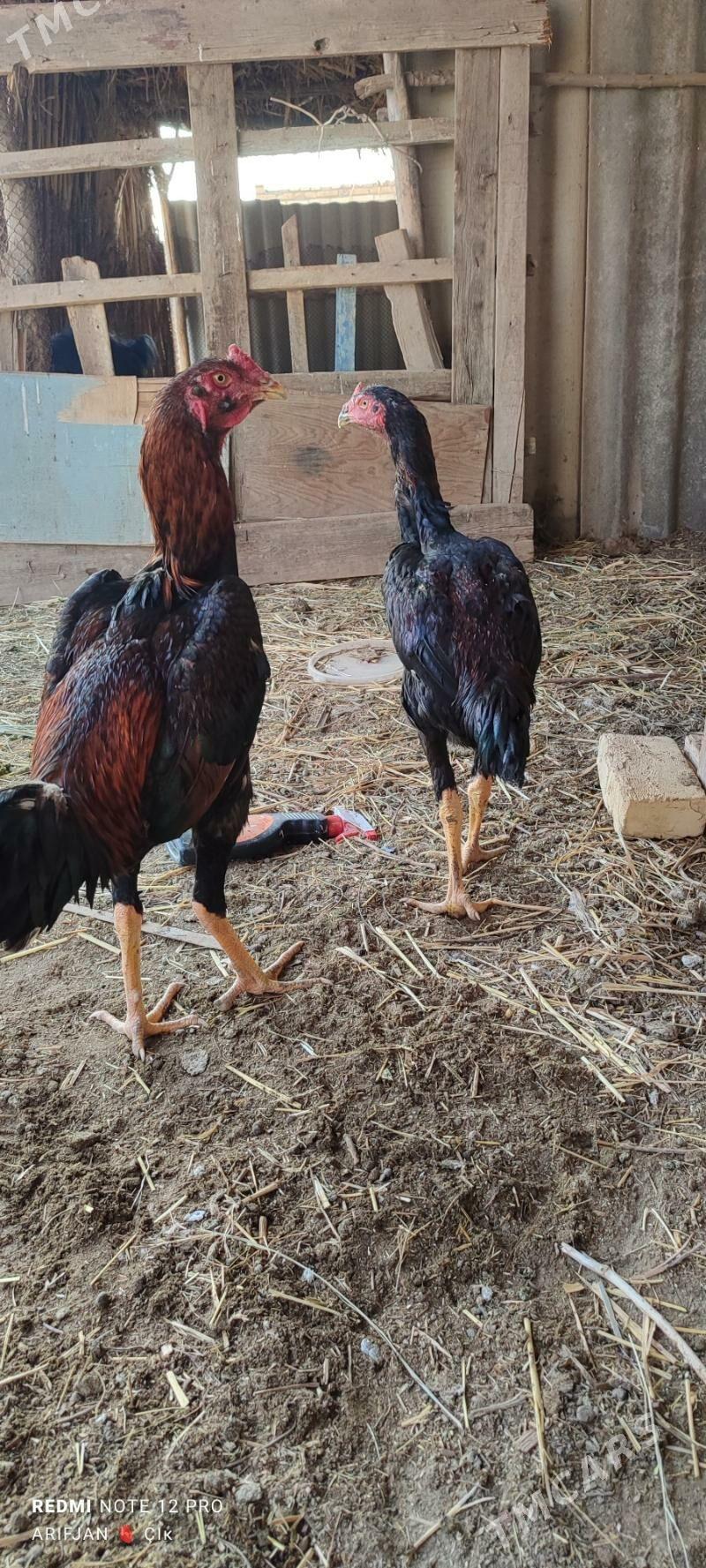 baysok horaz - Dänew - img 1