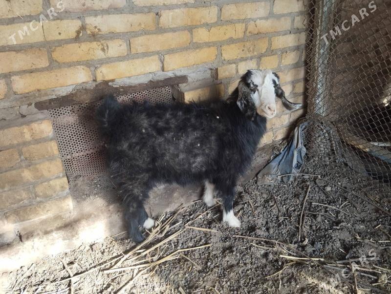 geciler - Чарджоу - img 1