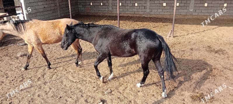 Baytal - Ашхабад - img 1