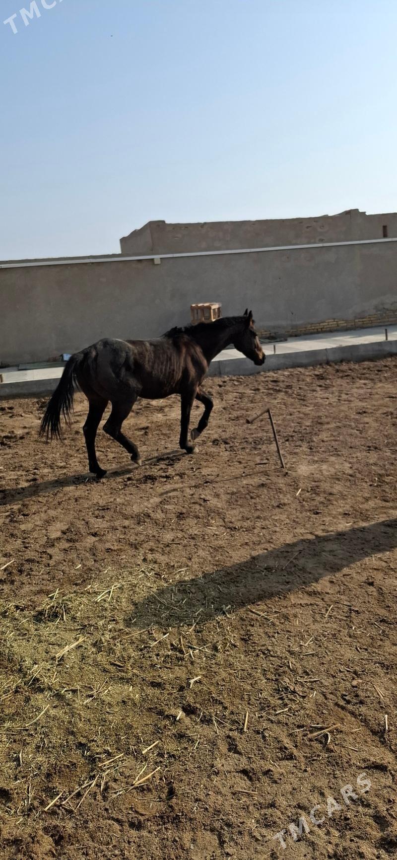 Ahalteke at - Туркменабат - img 1