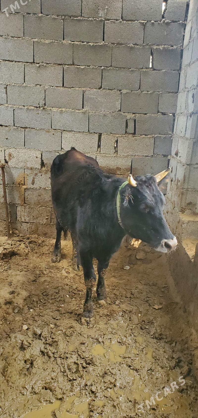 Sygyr - Bäherden - img 1