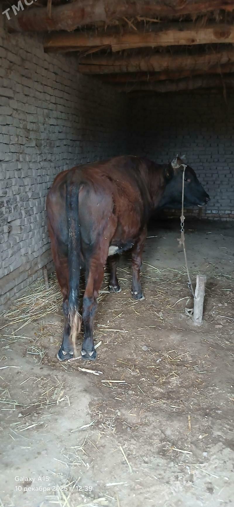 Öküz - Boldumsaz - img 1