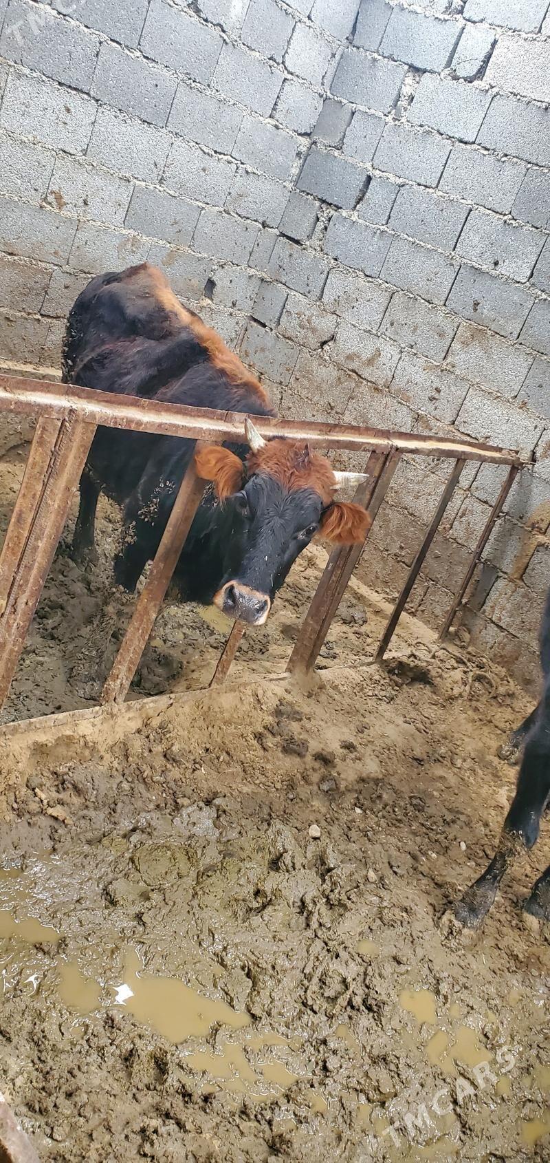 sygyr - Bäherden - img 1