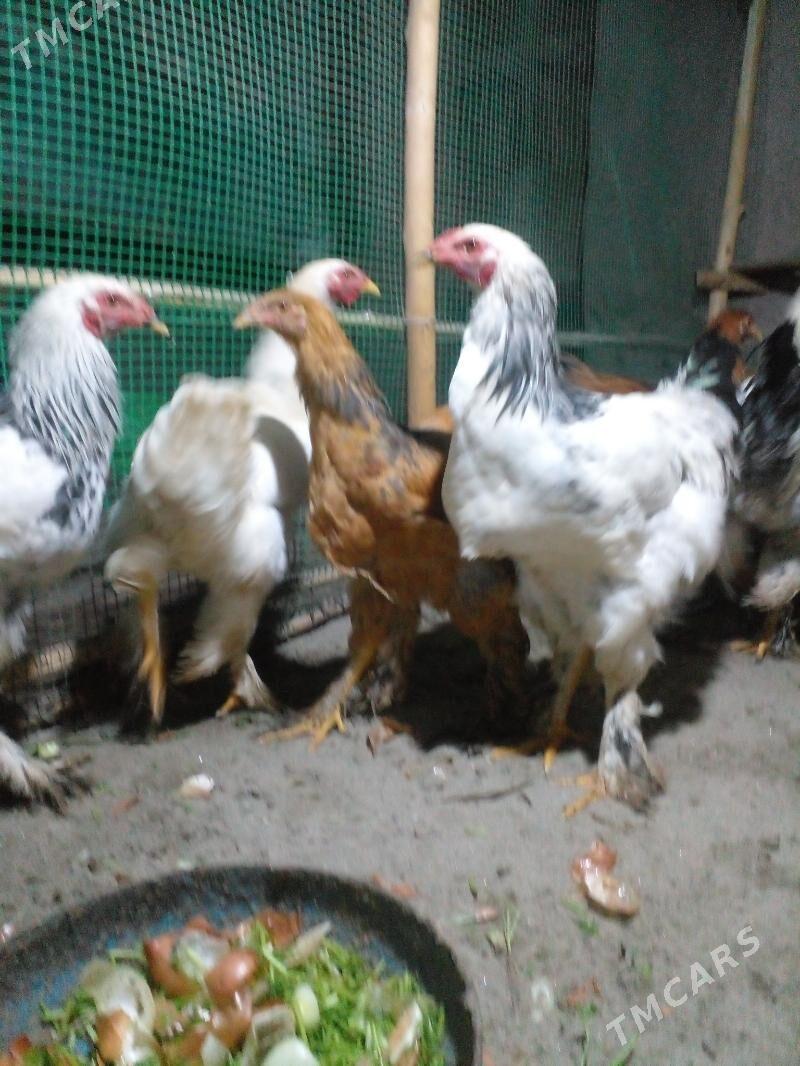 Brama Брама jüyje horaz - Gurbansoltan Eje - img 1