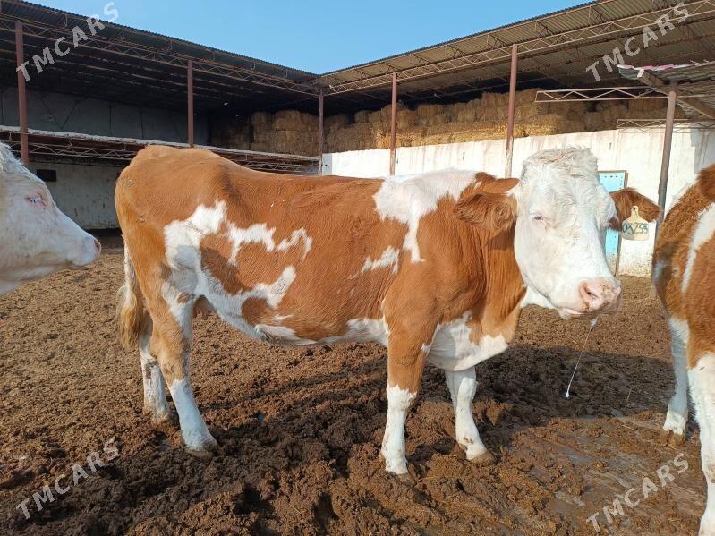 симментал сыгыр - Чарджоу - img 1