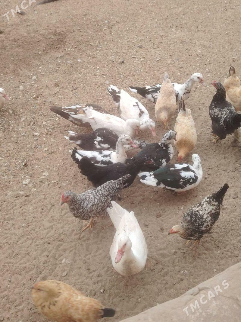 Indutka ördek - Balkanabat - img 1