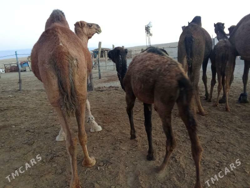 torumly duye - Bereket - img 1