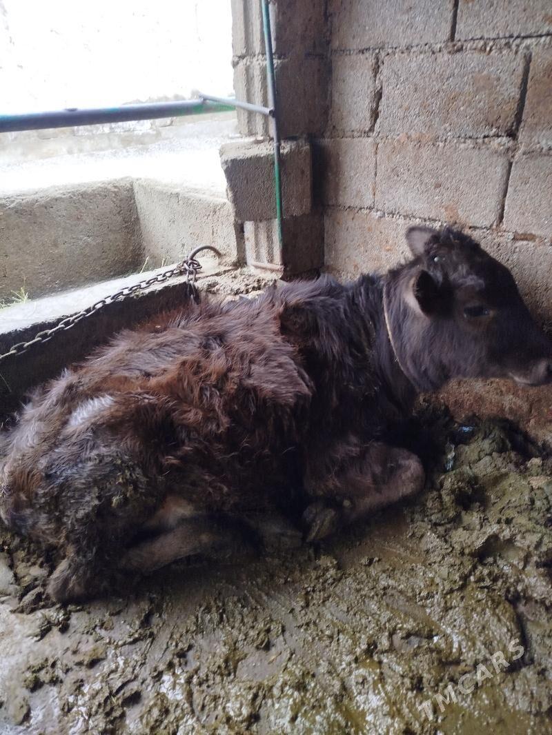 tuwe - Aşgabat - img 1