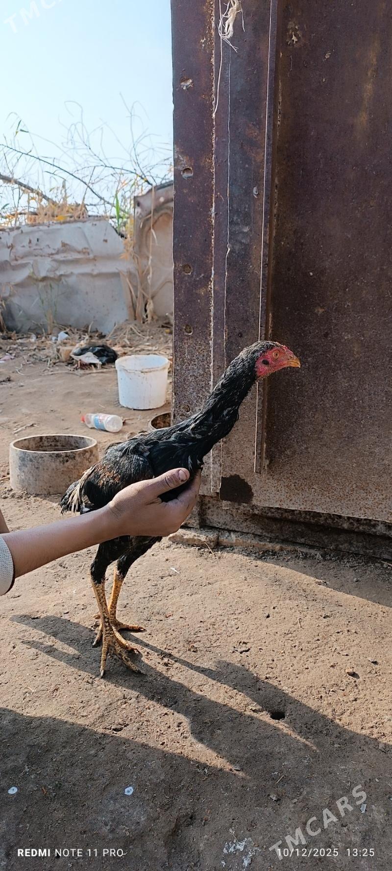 bayes horaz - Türkmenabat - img 1